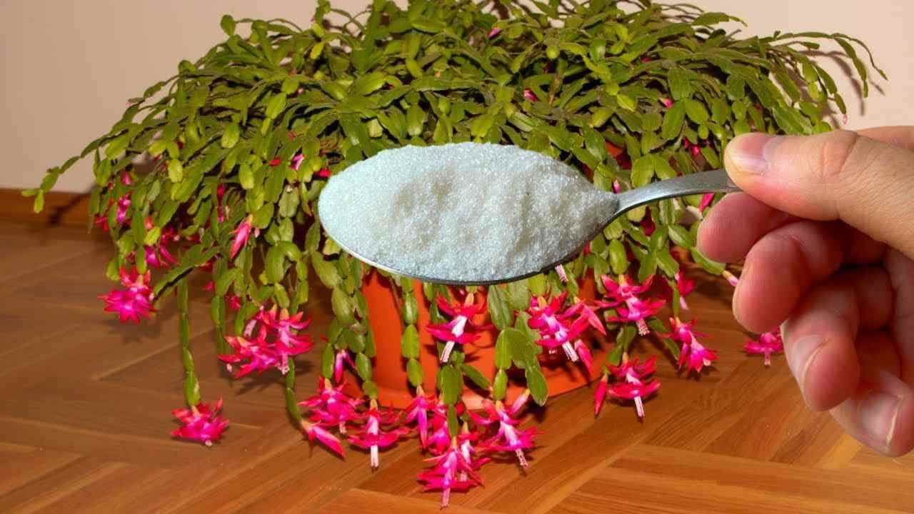 Nur 1 Teelöffel für jede Blume, die Sie zu Hause haben, und die Blüte ist gesichert