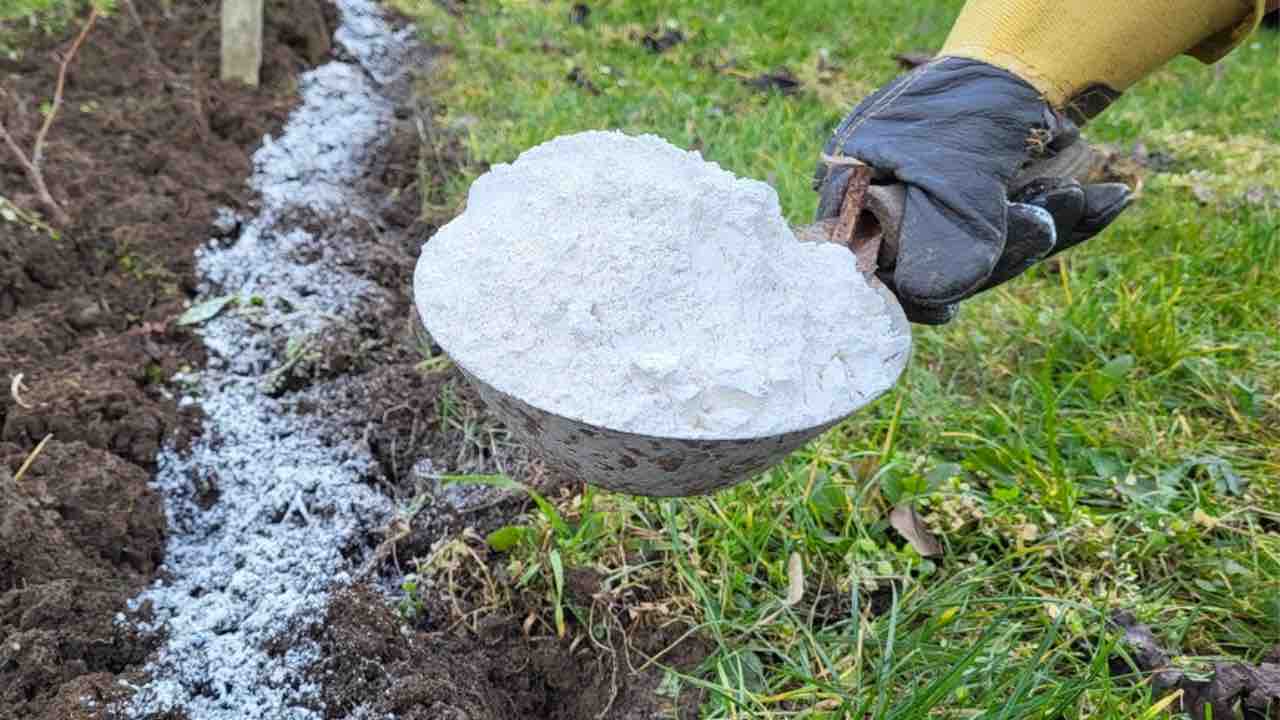Wenn Sie dieses Pulver dem Boden beimischen, ist der Gemüseertrag 10 Mal höher.