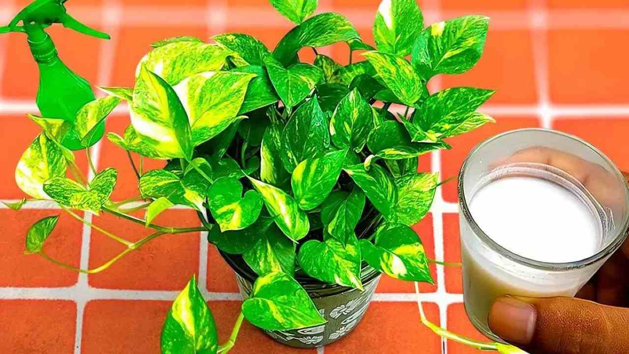 Natürlicher Dünger, der alle Pflanzen wachsen lässt: direkt in der Küche zu finden