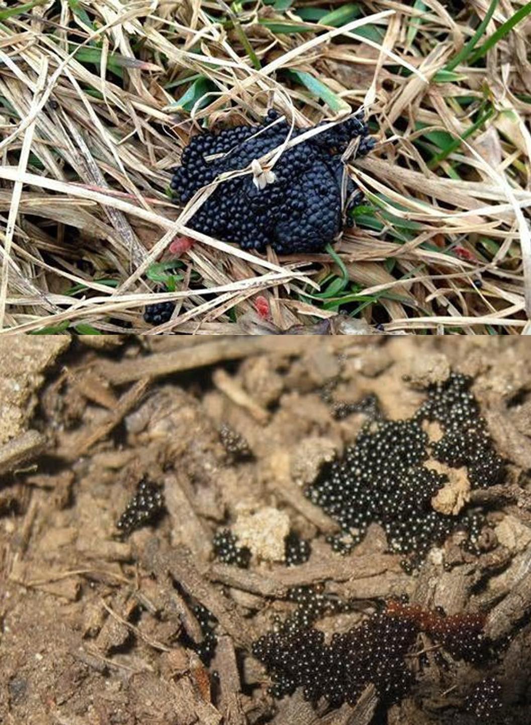 Wenn Sie diese Eier in Ihrem Garten sehen, verbrennen Sie sie sofort
