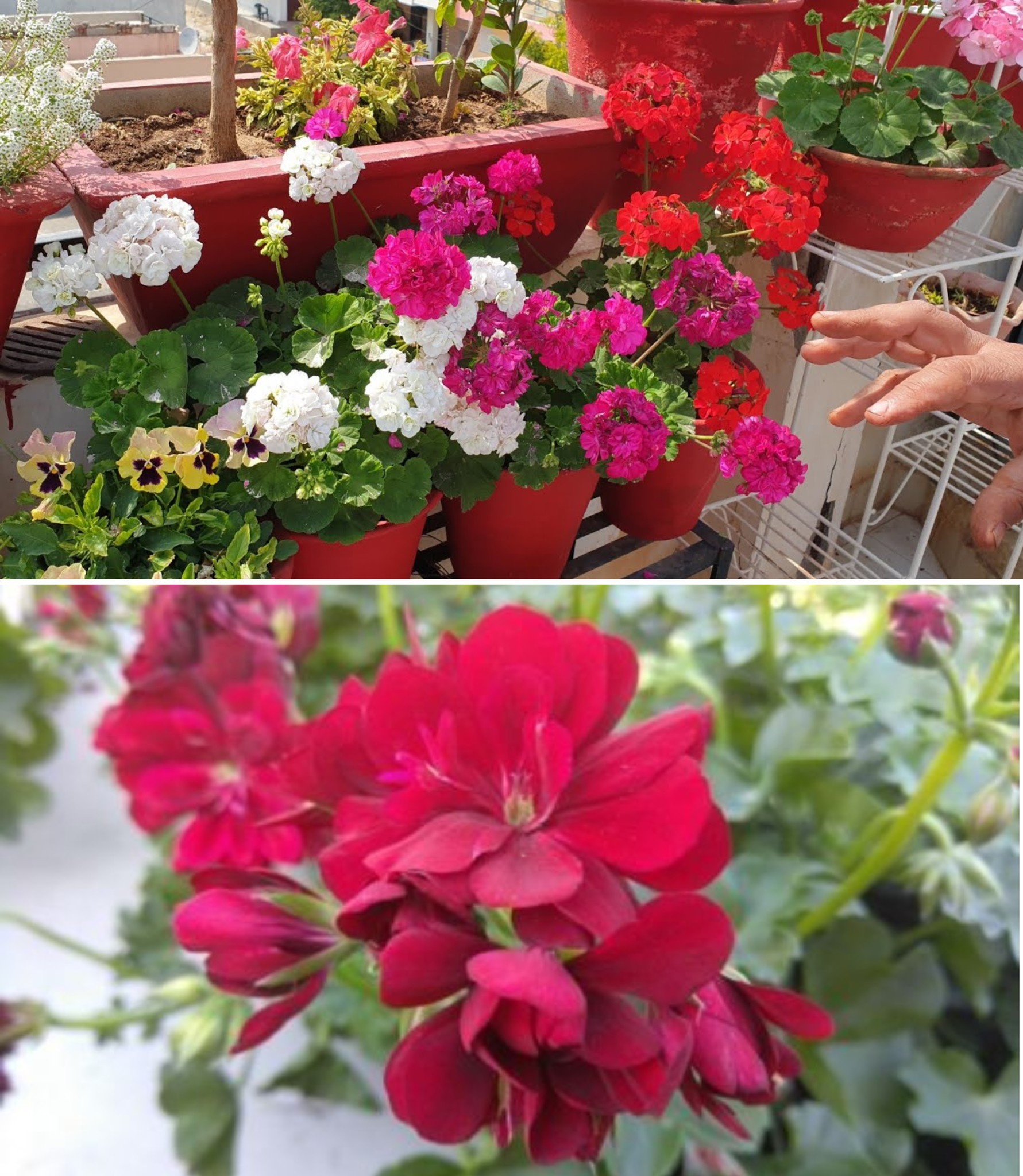 So können Geranien voller Blumen sein Man muss sie so gießen damit