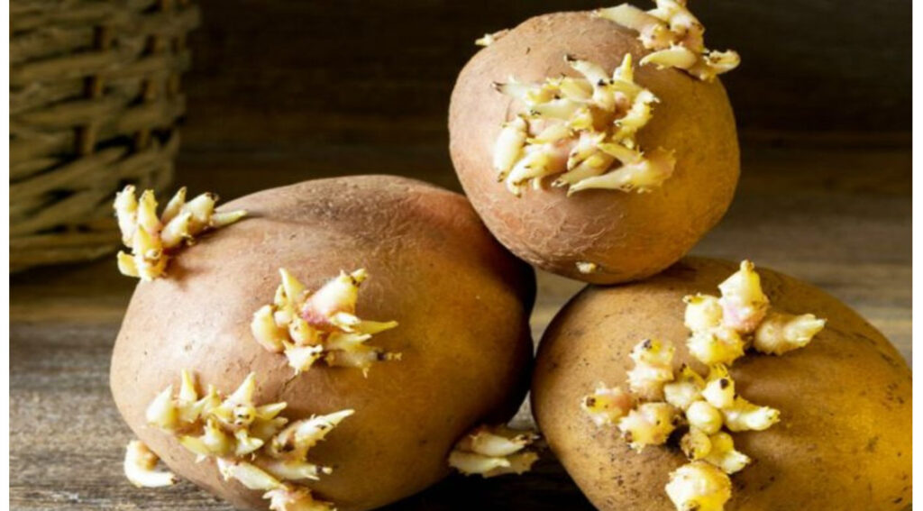 Der geniale Trick, um zu Hause zu verhindern, dass Kartoffeln keimen