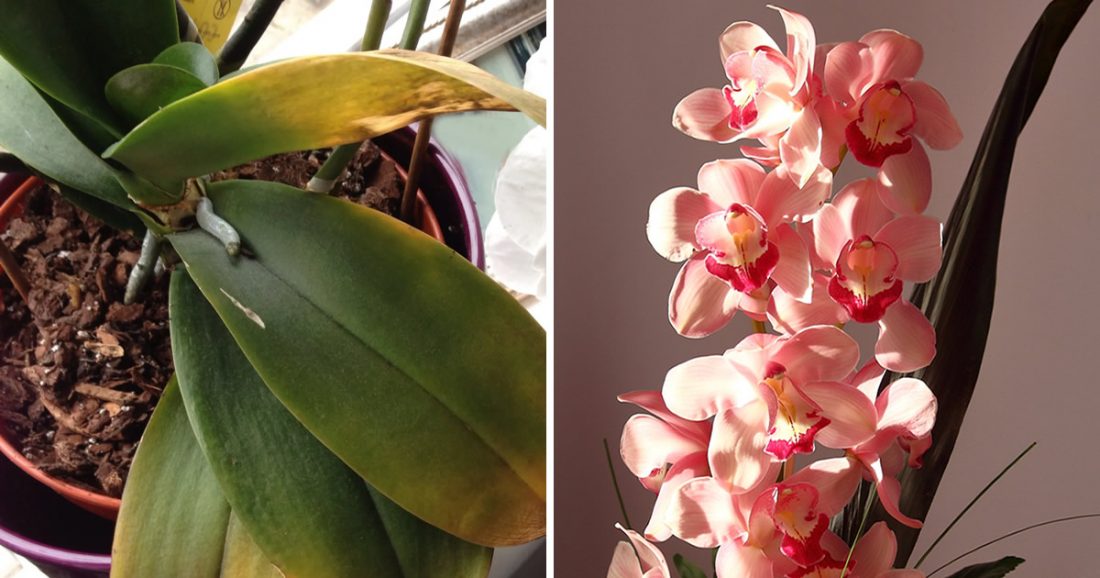 4 unfehlbare Tipps, um Orchideen das ganze Jahr über blühen zu lassen