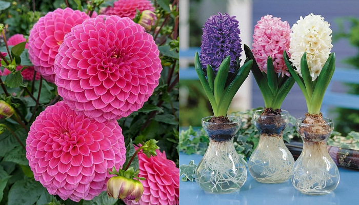 Wie man Blumenzwiebeln Schritt für Schritt im Topf pflanzt