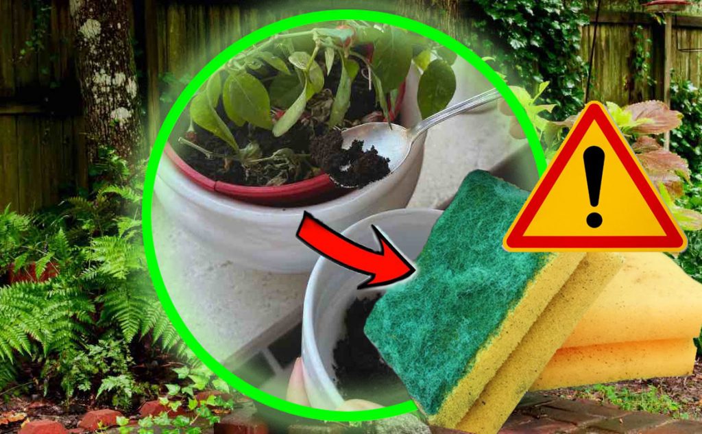 Alte Schwämme, unglaublich was man damit machen kann: Sie sind Gold wert – Werfen Sie sie nicht weg, verwenden Sie sie so zu Hause!