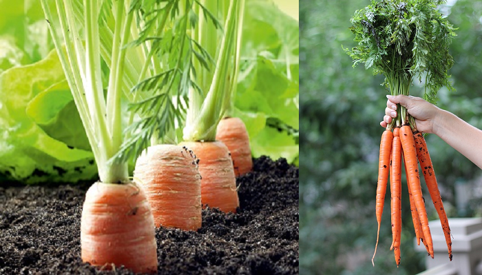 Lernen Sie Schritt für Schritt, wie man zu Hause Karotten pflanzt.