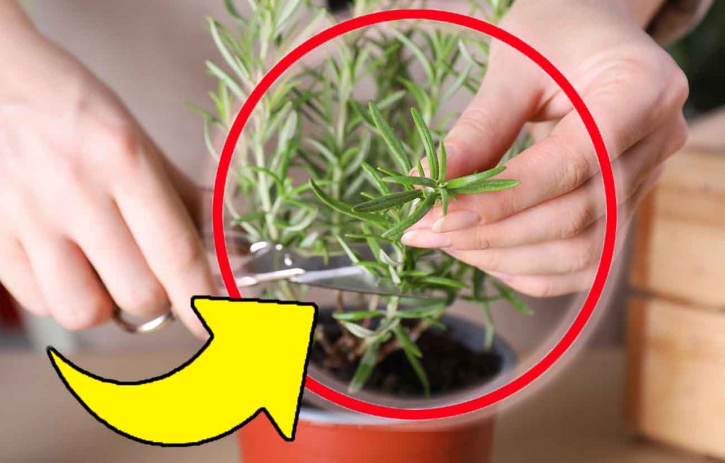 Kennst du den Trick mit den zwei Rosmarinzweigen? Ich erzähle dir, was du damit machen kannst!