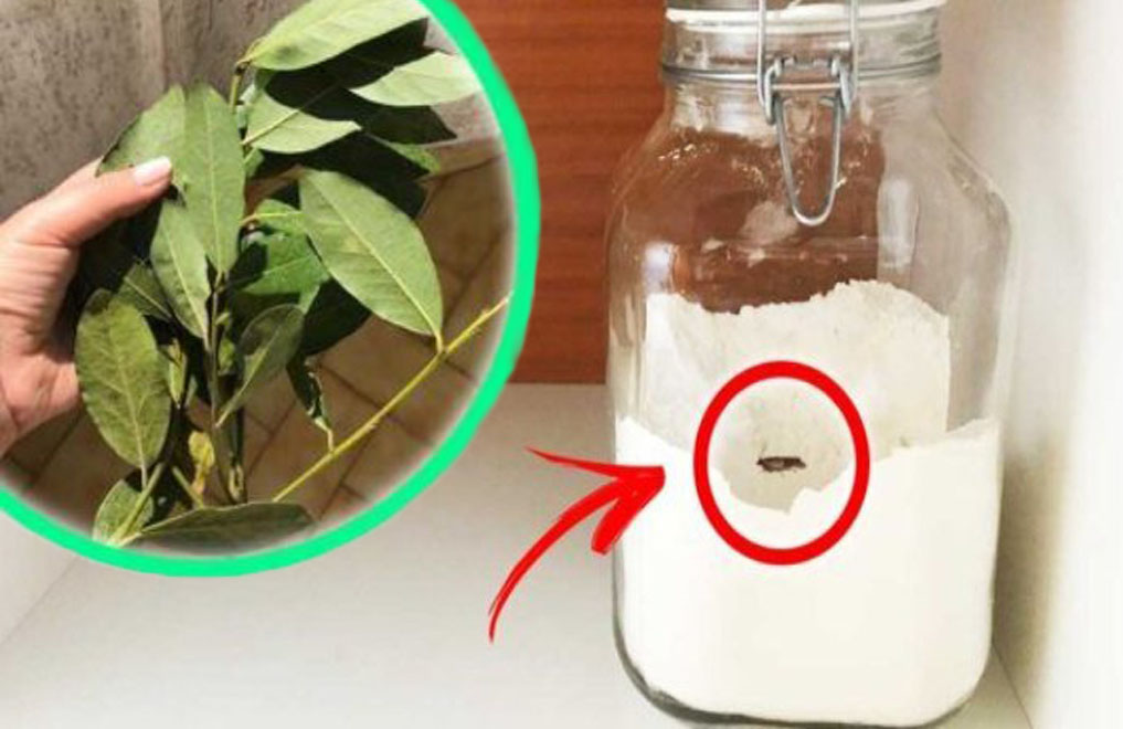 Schmetterlinge in der Speisekammer, nur eine Zutat! Der Trick, sie in 2 Minuten loszuwerden, ohne etwas wegzuwerfen