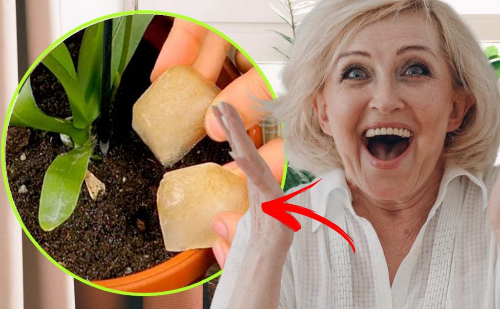 Eiswürfel, Verrückte: Alle stürzen sich darauf, sie in die Pflanzen zu stecken | Der unerwartete Trick!