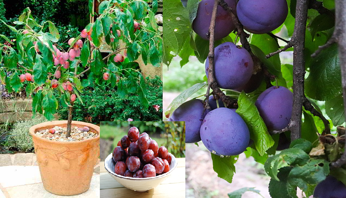 Wie man Zwetschgenbäume Schritt für Schritt in Töpfen pflanzt und wachsen lässt