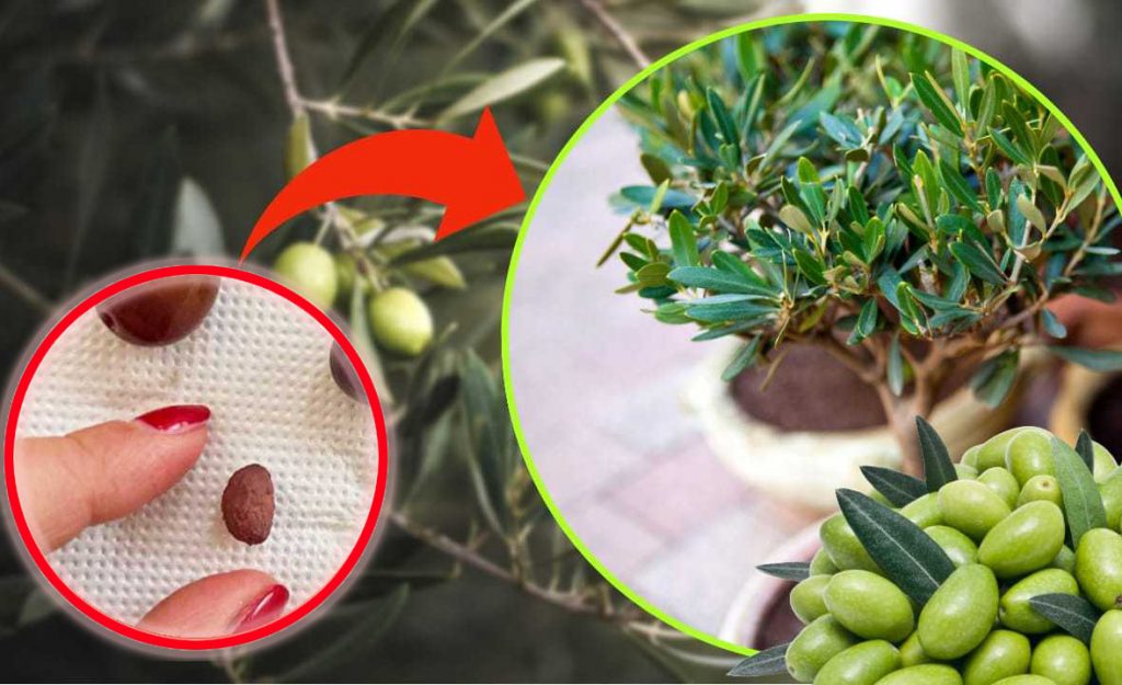 Olivenbaumsetzling, der unglaubliche Trick des Bauern, um ihn aus den Kernen wachsen zu lassen | Alle Nachbarn werden es wissen wollen!