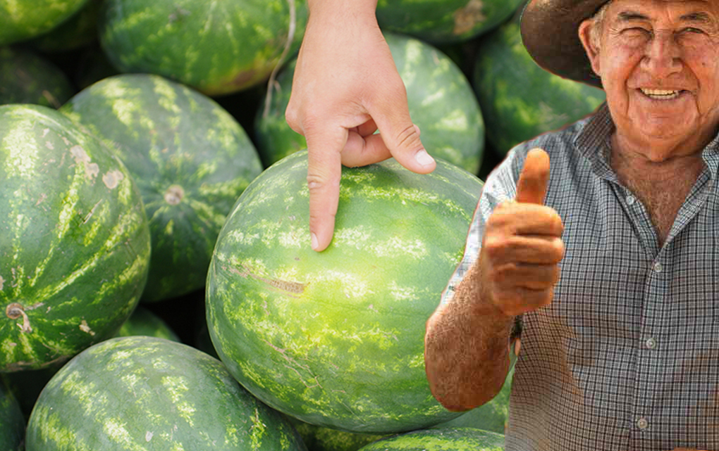 Pastèque, jamais achetée aussi sucrée et juteuse : l’astuce des agriculteurs pour choisir la plus mûre