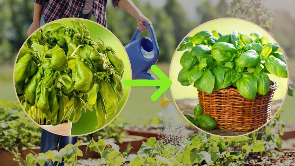 Basilikum, so gegossen, lässt ihn faulen: Der Trick der Gärtner, um ihn kräftig und üppig zu machen