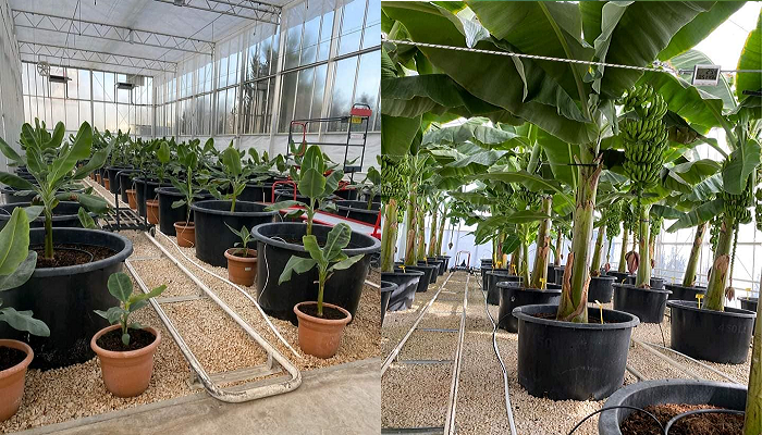 Lernen Sie, wie man Bananen Schritt für Schritt im Topf anbaut.