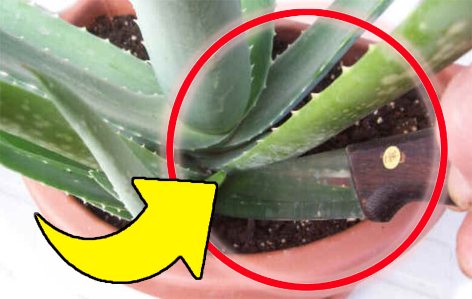 Aloe Vera: Sie brauchen nur ein Blatt – mit diesem Trick können Sie es unendlich vermehren, ohne einen Cent auszugeben!