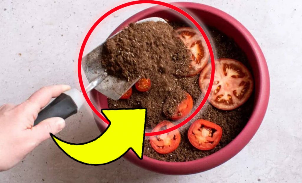 Legt 4 Tomatenscheiben in die Erde – ihr werdet euren Augen nicht trauen | Jeder macht es!