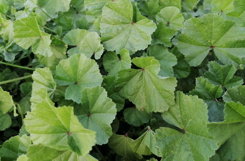 Gesundheitsvorteile der niedrigwüchsigen Stockrose: Das Wichtigste, was Sie wissen müssen