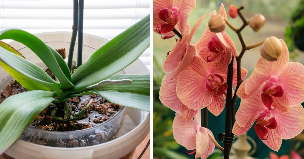 Lassen Sie Ihre Orchideen das ganze Jahr über blühen: 4 unfehlbare Dünger