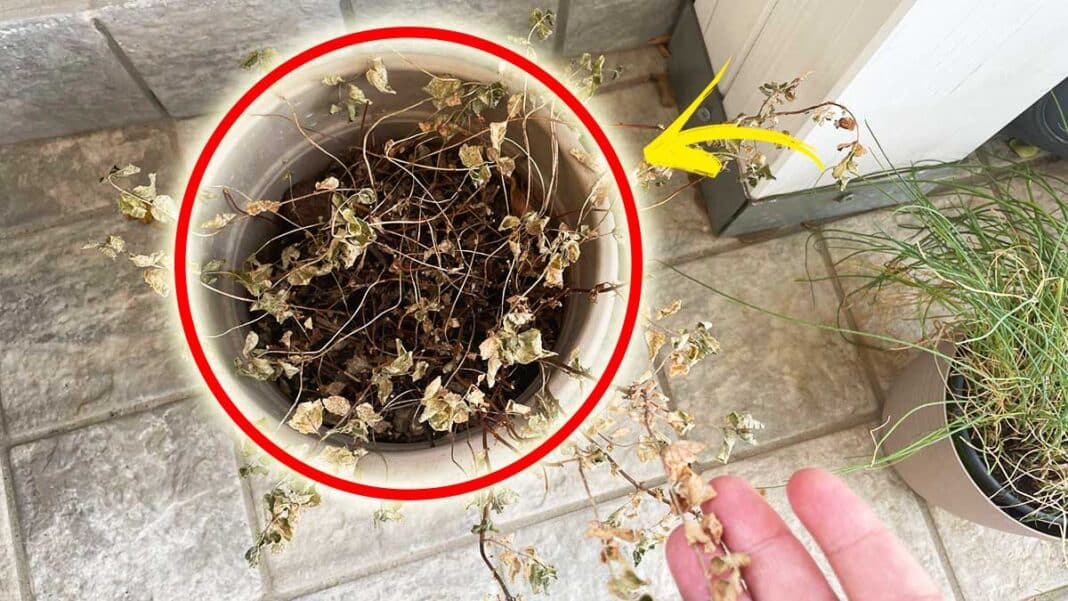 Wie man getrocknete Pflanzen nach den Ferien wiederbelebt?