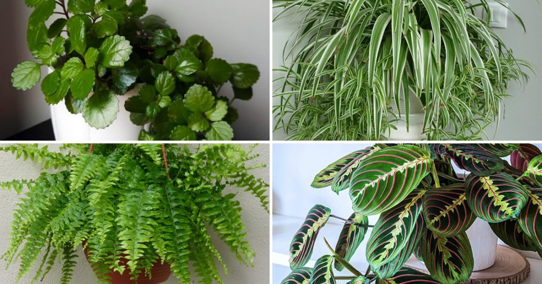 9 plantes d’intérieur qui purifient l’air de votre maison selon la NASA