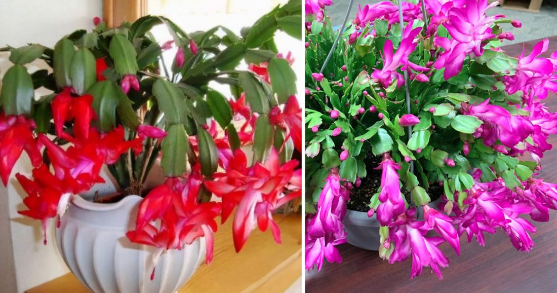 Comment faire pousser, propager et faire fleurir un cactus de Noël toute l’année