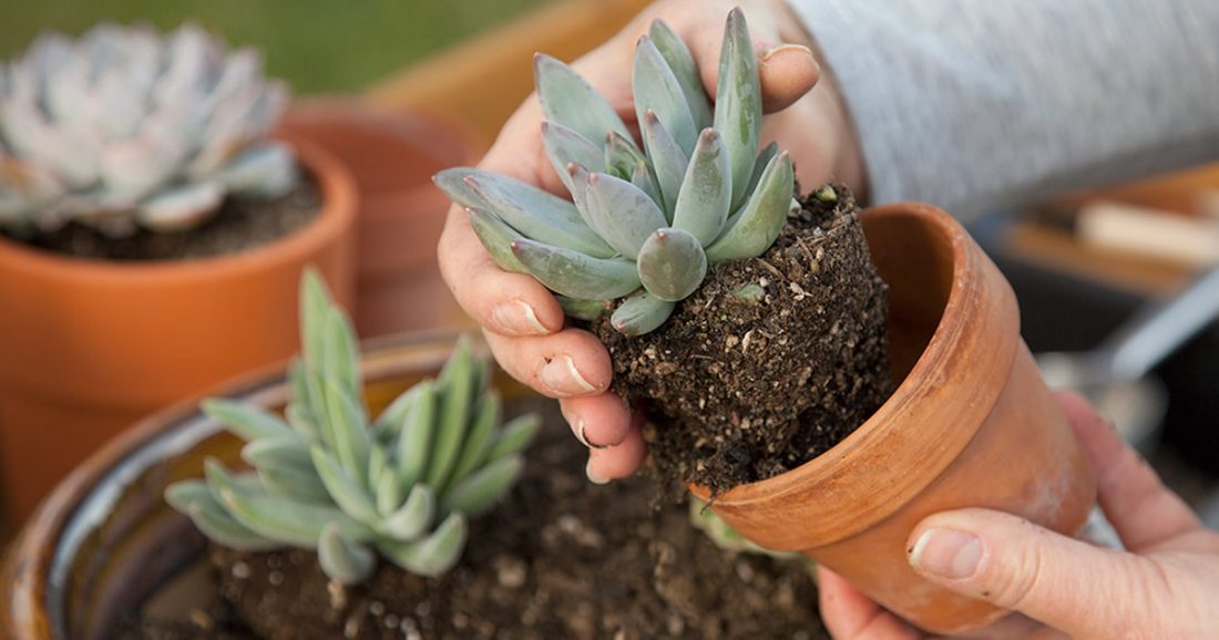 Comment préparer le terreau parfait pour les plantes succulentes à la maison