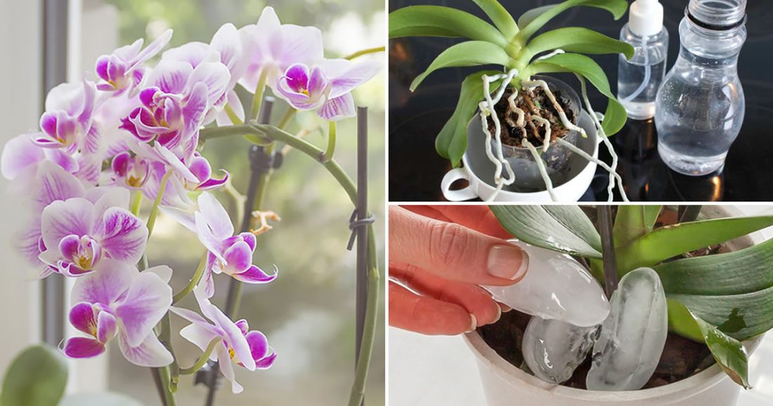 Alle Tipps, damit Orchideen immer blühen