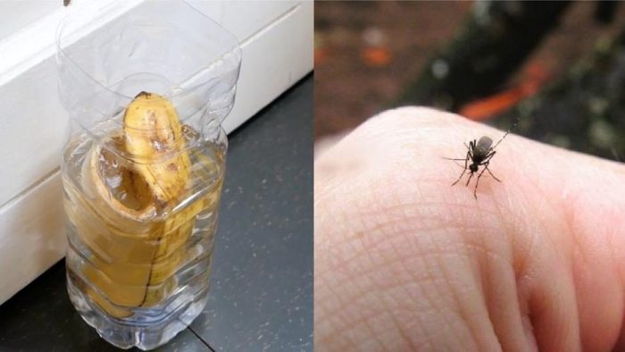 Mini-Hausfalle für Mücken und Fliegen, sehr einfach zu machen