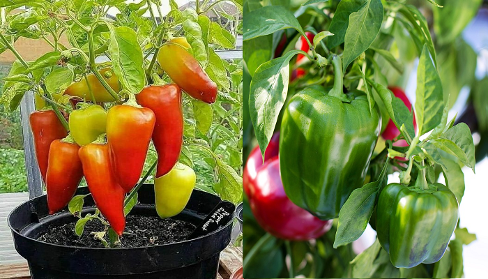 Lernen Sie Schritt für Schritt, wie man Paprika im Topf anbaut.