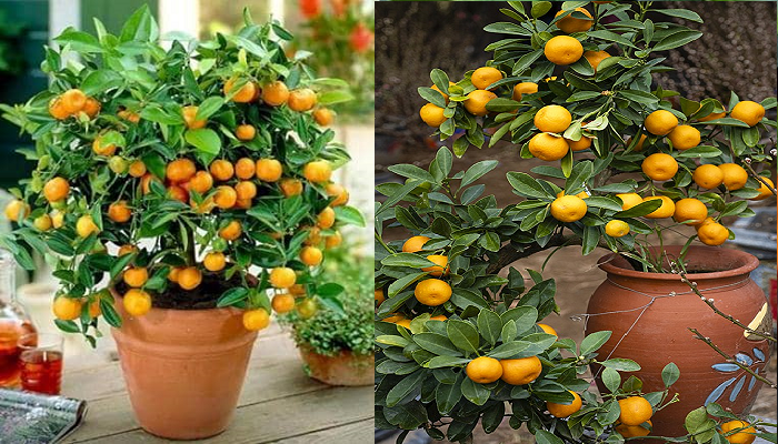 Wie man Mandarinen Schritt für Schritt in einem Topf pflanzt.