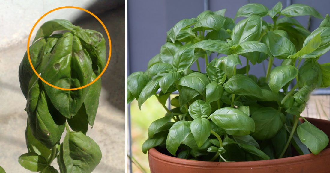 Que faire dès l’achat du basilic pour le faire durer des mois