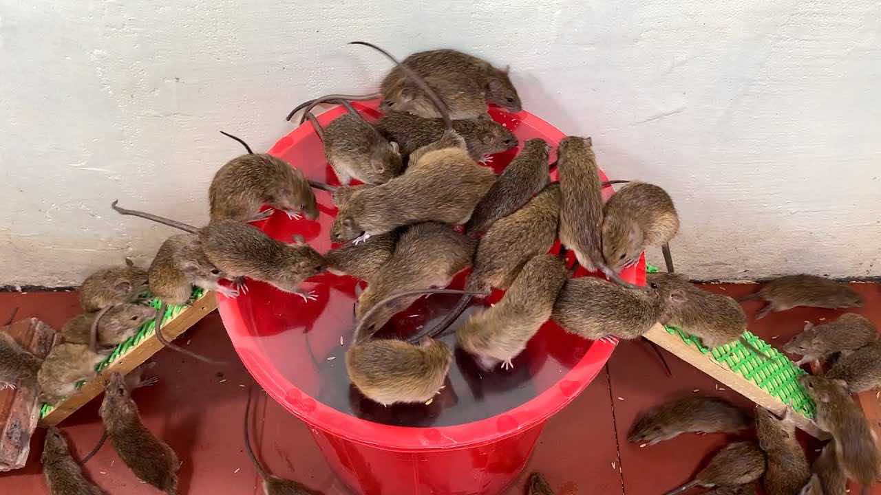 Les souris dans la maison resteront un mauvais souvenir avec ce piège fait maison