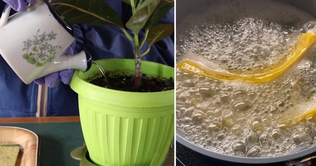 Comment préparer une eau d’irrigation « enrichie » : triple croissance et floraison des plantes