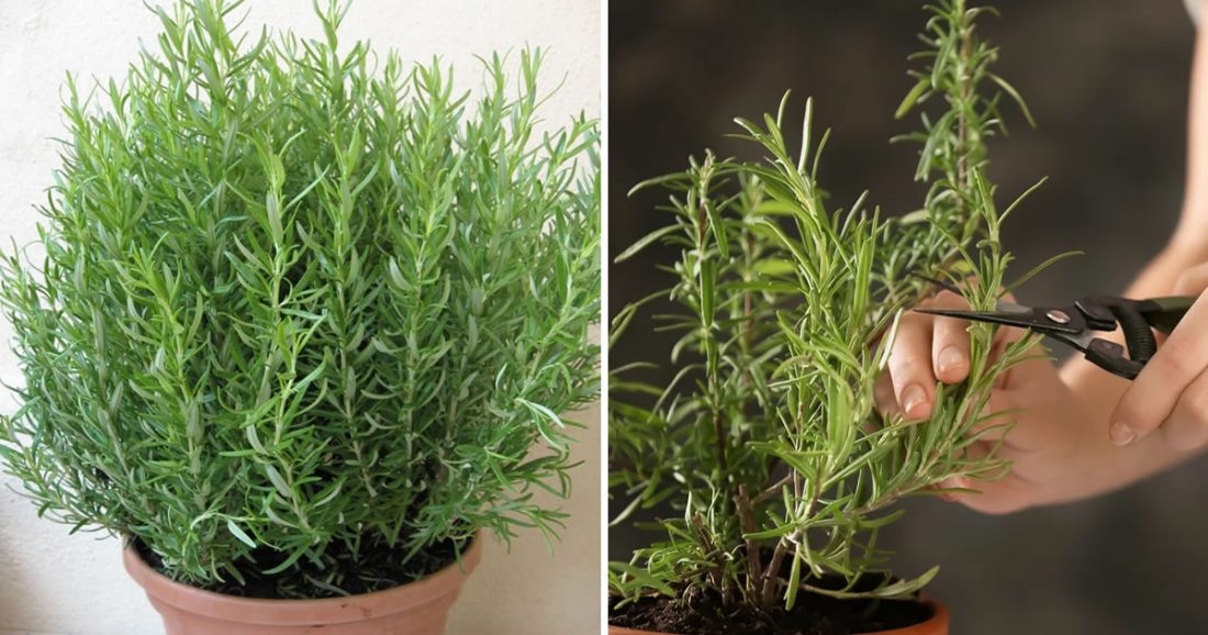 6 Soins nécessaires pour faire durer la plante de romarin pendant plus de 10 ans