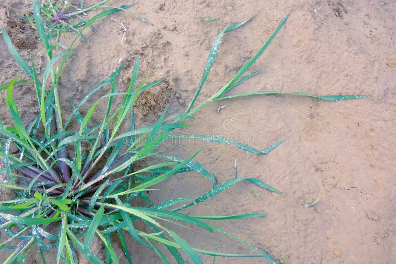 Die Heilkräfte des Gänsefußes: Für mehr als 10 Krankheiten