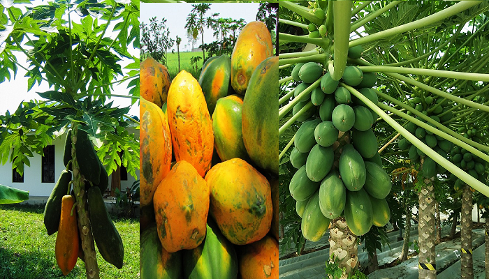 Wie man zu Hause Bio-Papaya anbaut