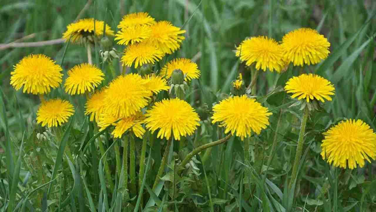 Cette fleur inonde tous les champs , mais beaucoup l’ignorent : Elle a une valeur très précieuse