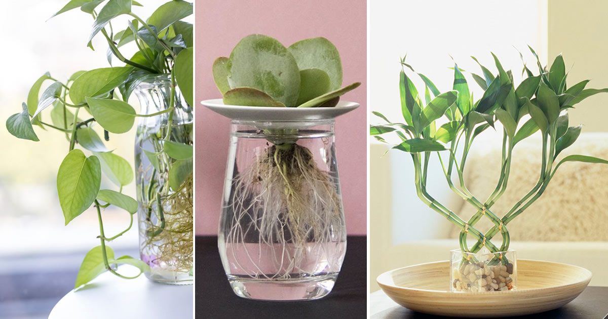 Plantes que vous pouvez conserver dans des pots remplis d’eau