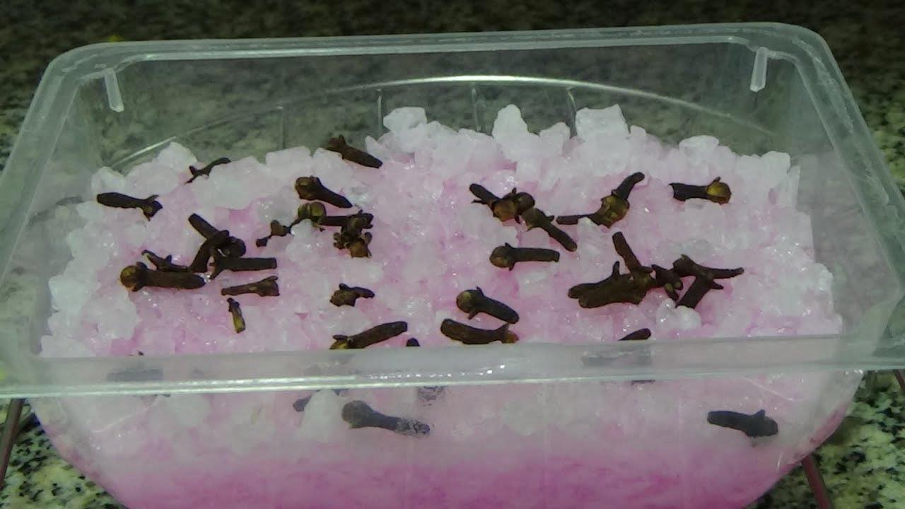 Le répulsif naturel le plus puissant pour éliminer immédiatement tous les insectes de la maison