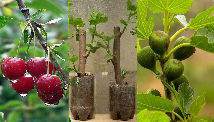 Obstbäume, die durch Stecklinge vermehrt werden können, kennenlernen