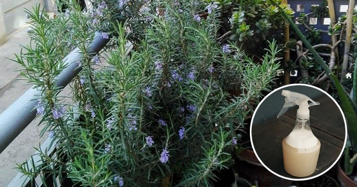 5 astuces pour faire pousser du romarin sur le balcon