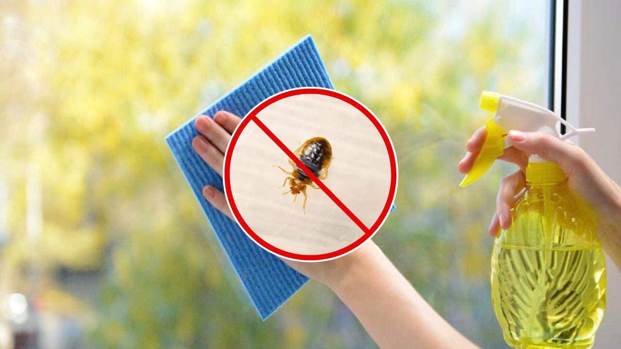 Quelques gouttes suffisent pour éliminer les punaises de lit des fenêtres et des balcons en 3 minutes