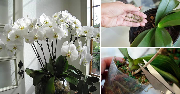 4 secrets incontournables pour cultiver de belles orchidées à la maison