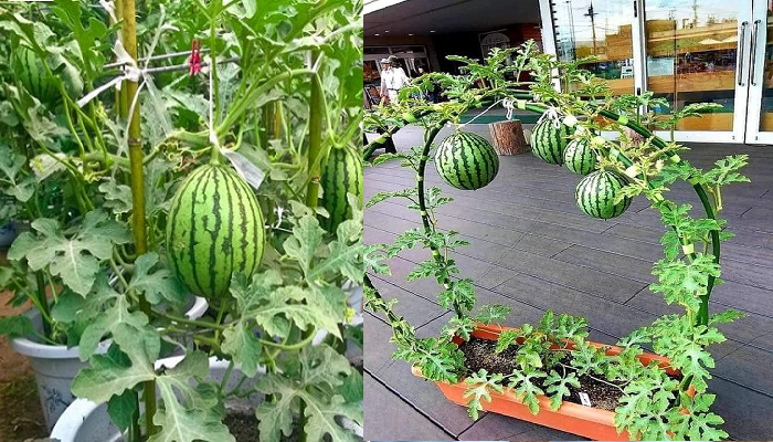 Wassermelonen in Töpfen Schritt für Schritt anbauen