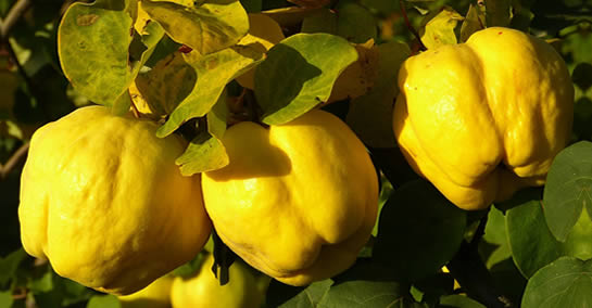 Coing : le fruit oublié qui élimine les rides, fait baisser le cholestérol et fait aller aux toilettes