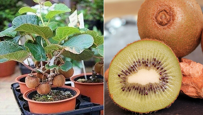 Wie man eine Kiwi Schritt für Schritt im Topf zieht