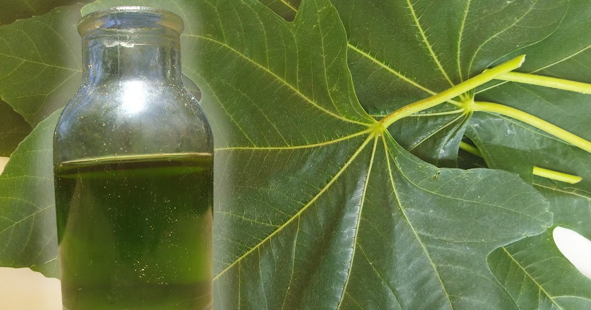 Huile de feuille de figuier : l’ancienne recette curative de nos grands-parents