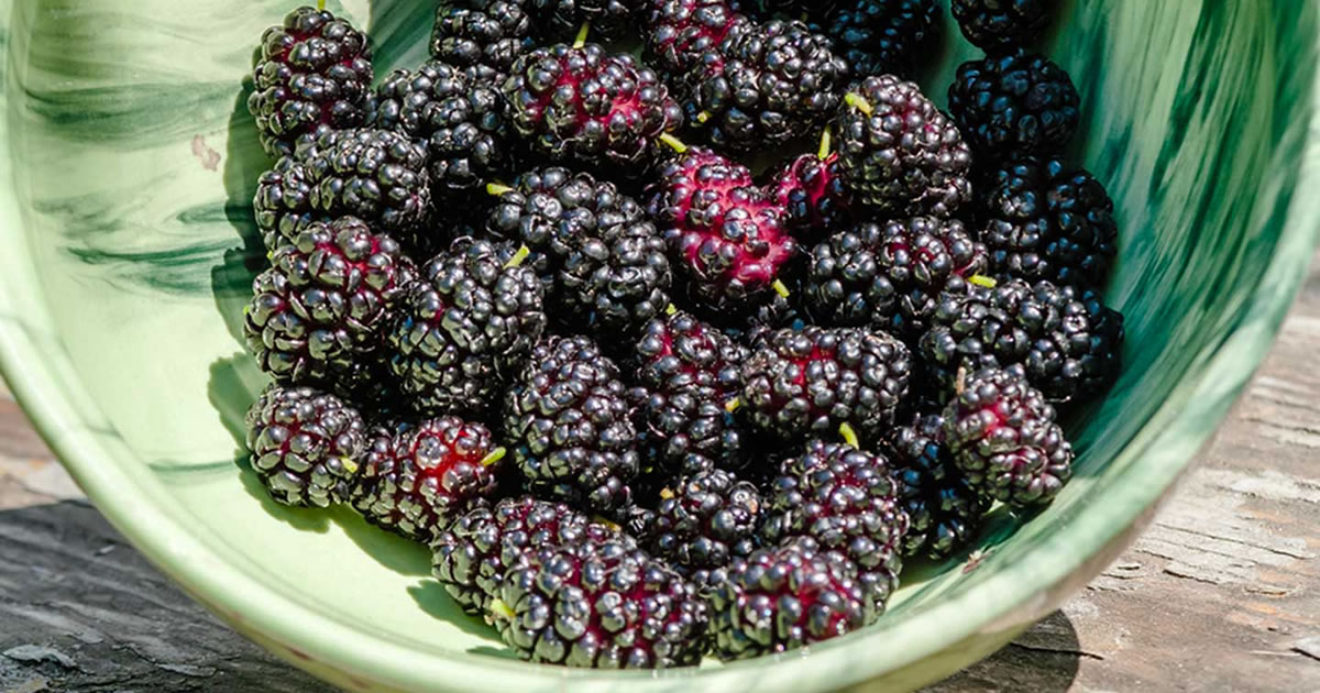 Mûrier noir : régule la tension artérielle, améliore la vision et soulage les maux de tête