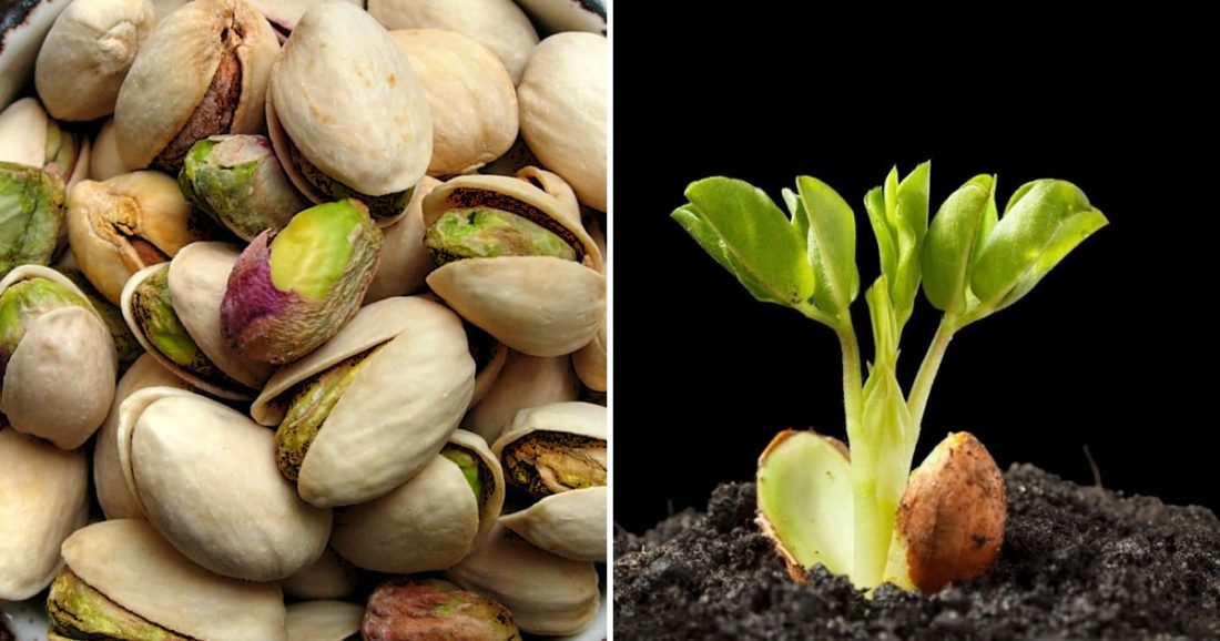 Apprenez à faire germer et à faire pousser des pistaches en pot en toute simplicité