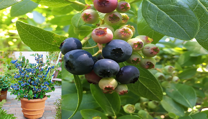 Wie man Blaubeeren Schritt für Schritt im Topf anbaut.